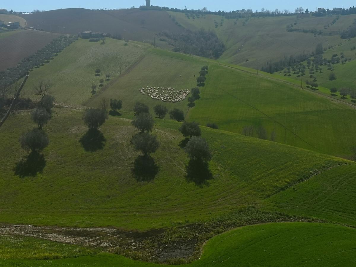 Country-House Pecora Nera Konuk evi Mosciano SantʼAngelo Dış mekan fotoğraf